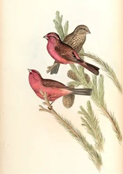 Roselin à manteau rouge (Roselin de Blyth) Carpodacus rhodochlamys Blyth